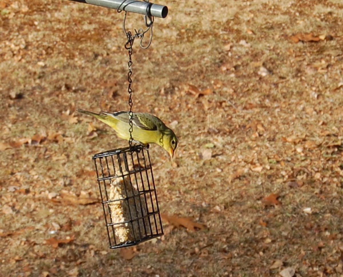 Western Tanager - ML149192771