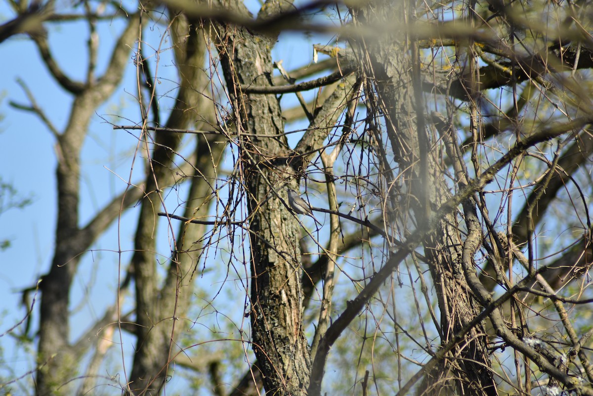 Eurasian Blackcap - Leander Krueger