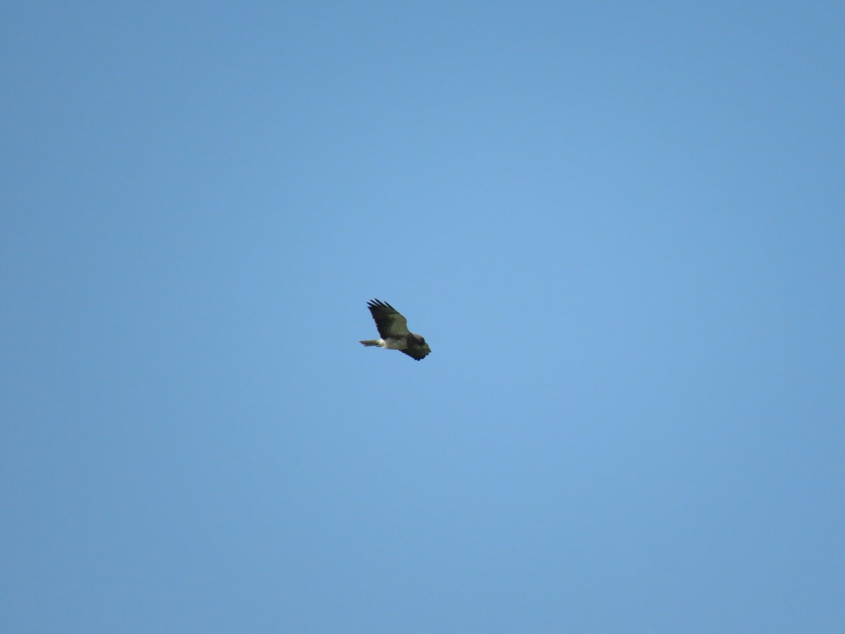 Swainson's Hawk - ML149193161