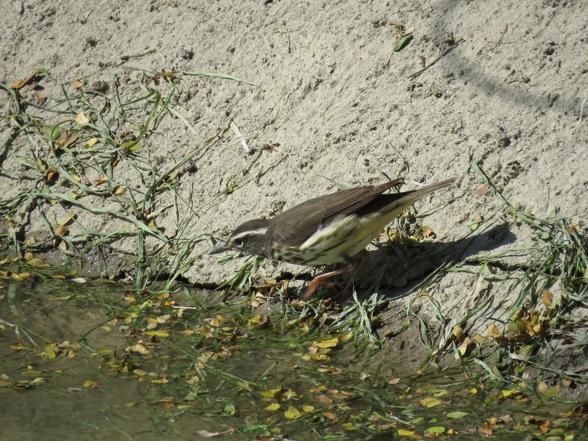 Paruline hochequeue - ML149193381