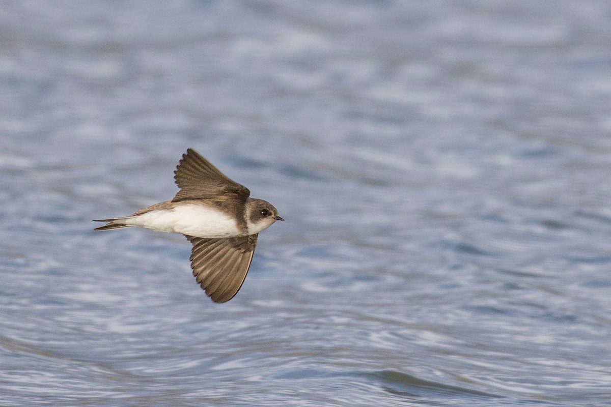 Bank Swallow - ML149194661