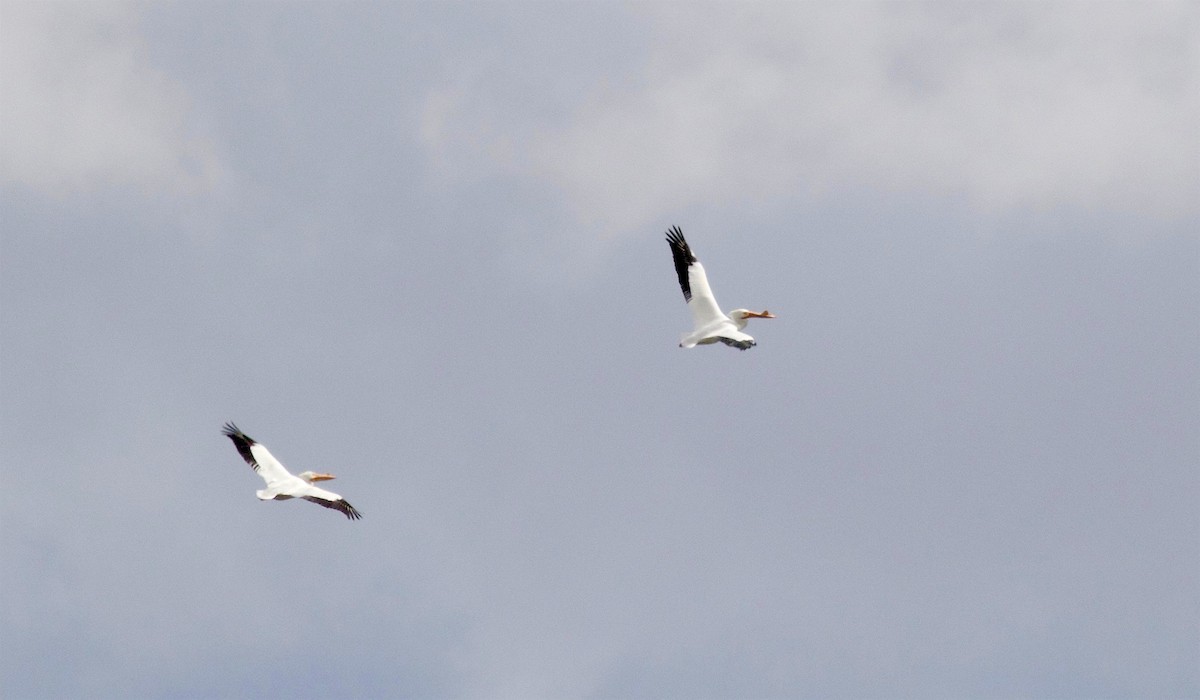 American White Pelican - Kathryn Keith