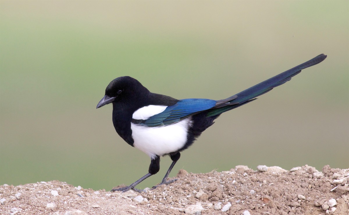 Black-billed Magpie - Kathryn Keith
