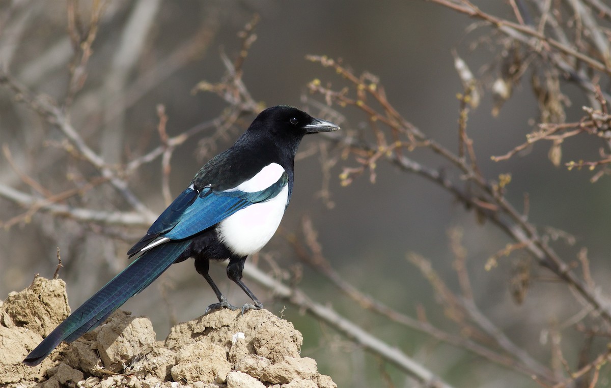 Black-billed Magpie - Kathryn Keith