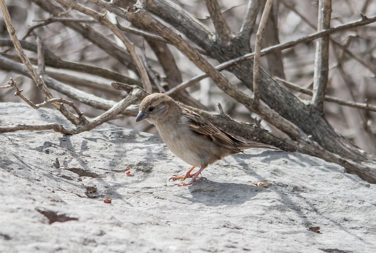 House Sparrow - ML149198821