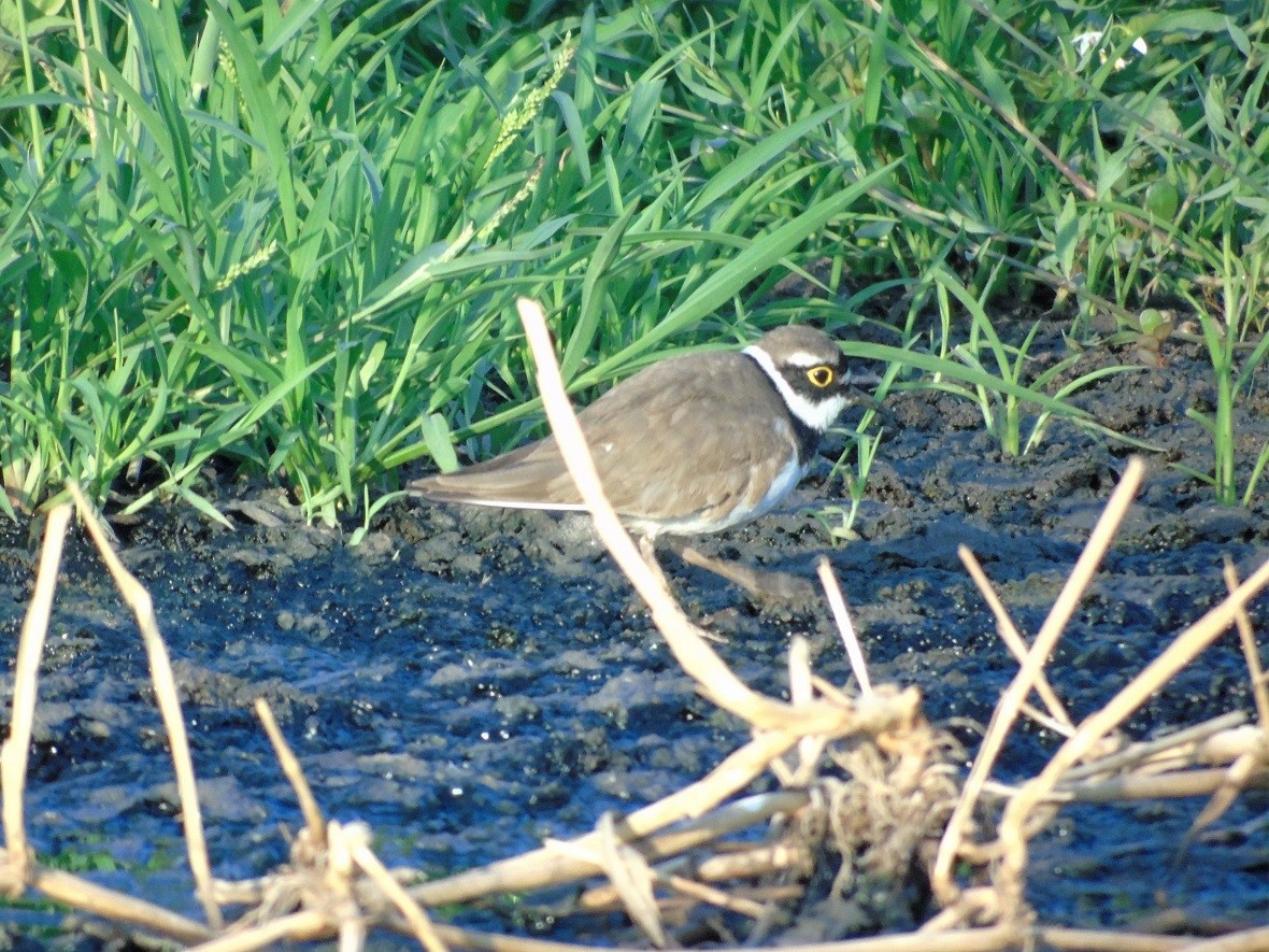 Little Ringed Plover - ML149198931