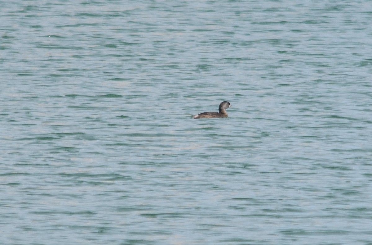 Pied-billed Grebe - ML149199561