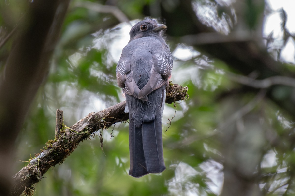 Surucua Trogon - ML149199771