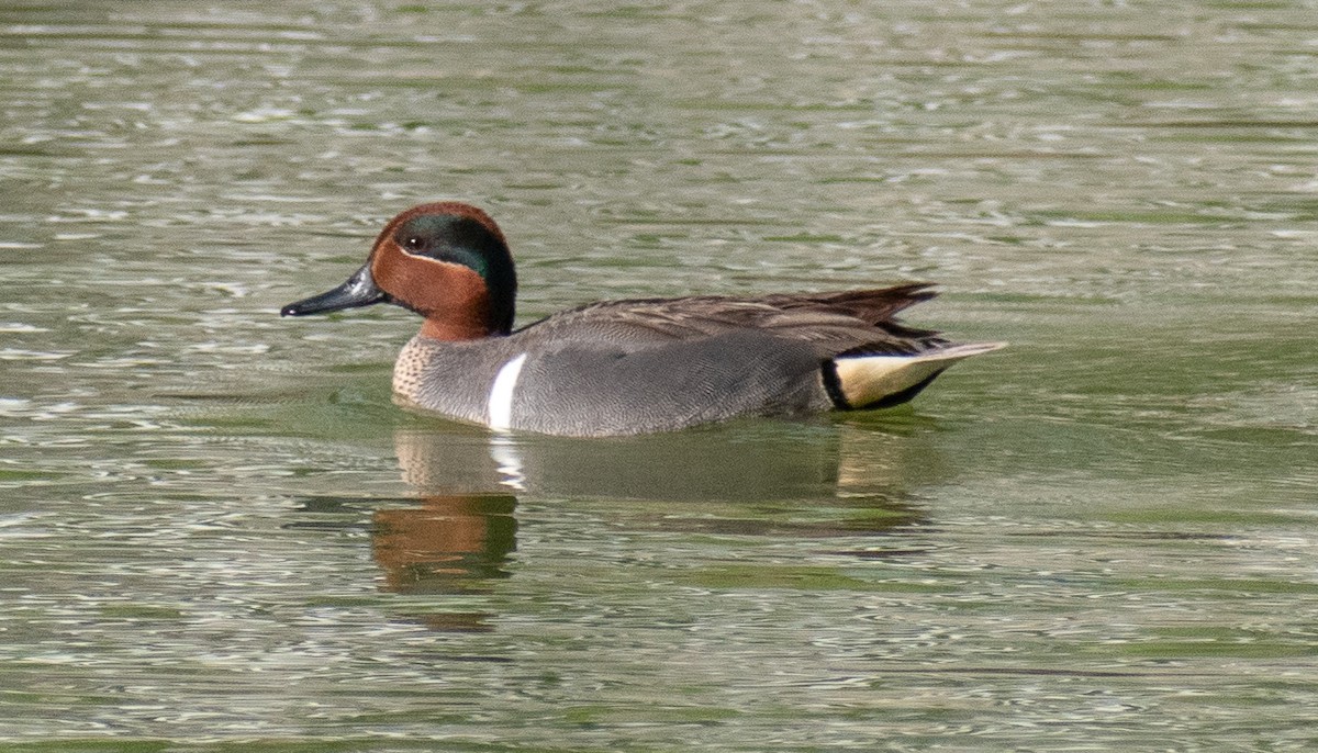 Green-winged Teal - ML149199861