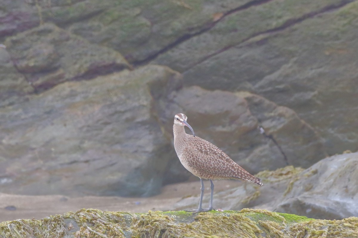 Whimbrel - Keith Leland