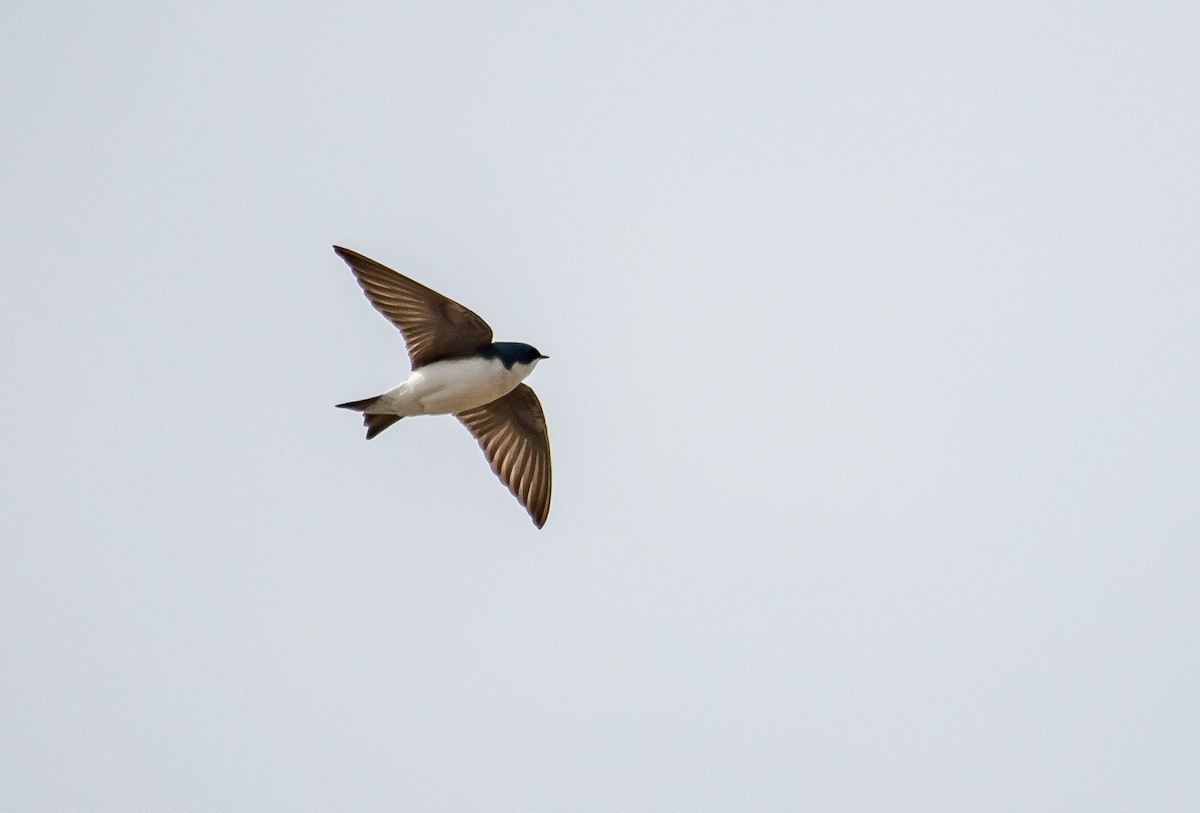 Tree Swallow - ML149200561