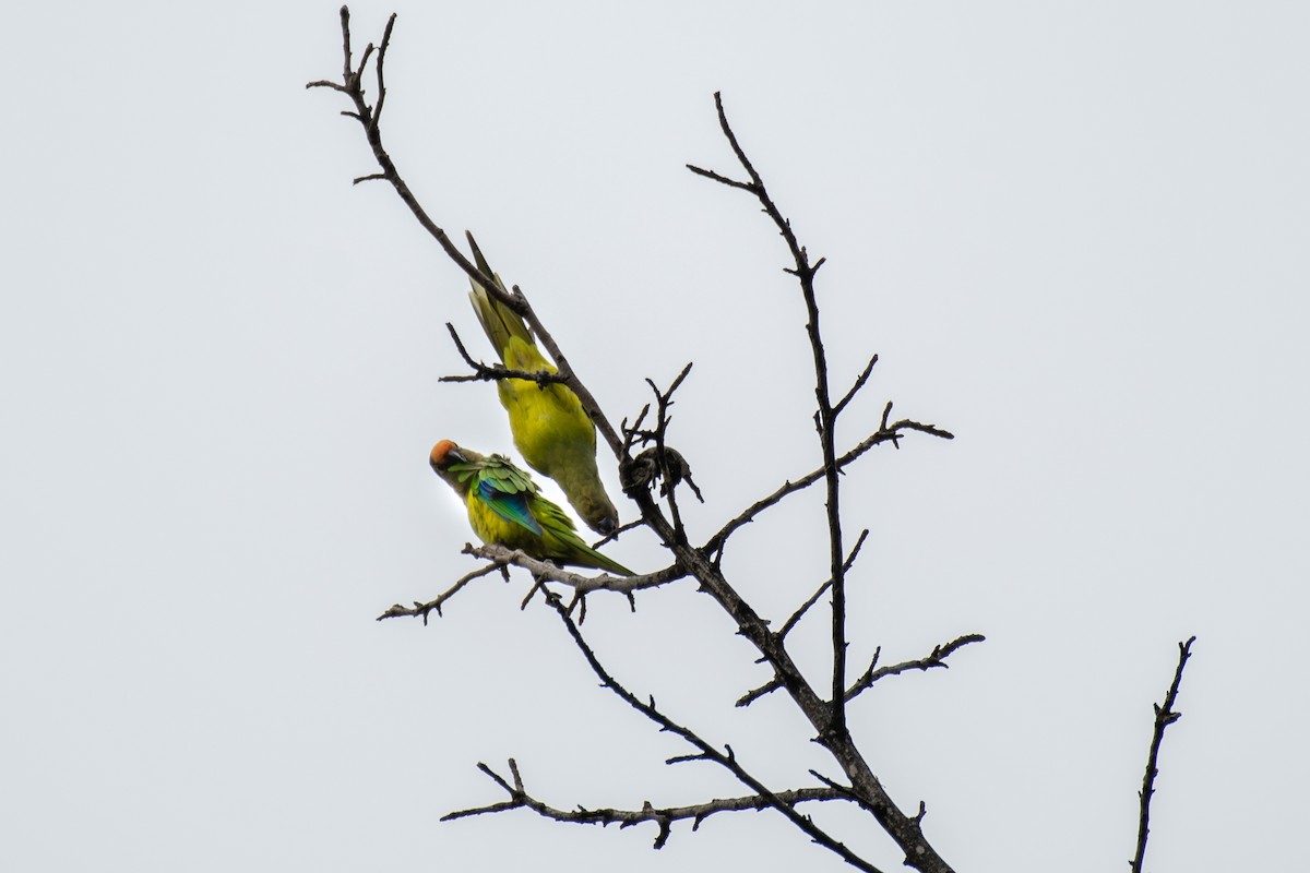 Peach-fronted Parakeet - Victor Castanho