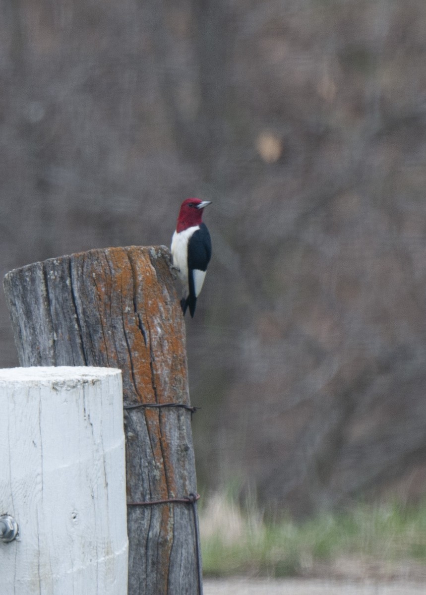 Red-headed Woodpecker - Amanda Miller