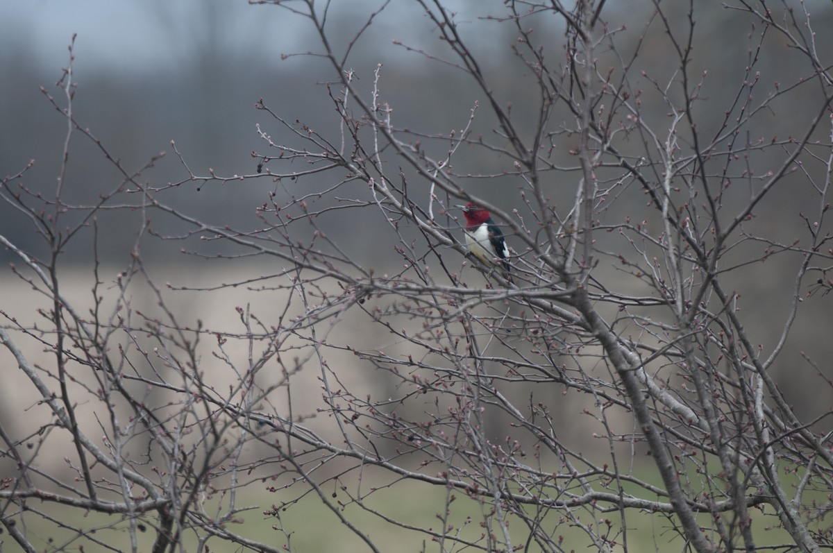 Red-headed Woodpecker - Amanda Miller