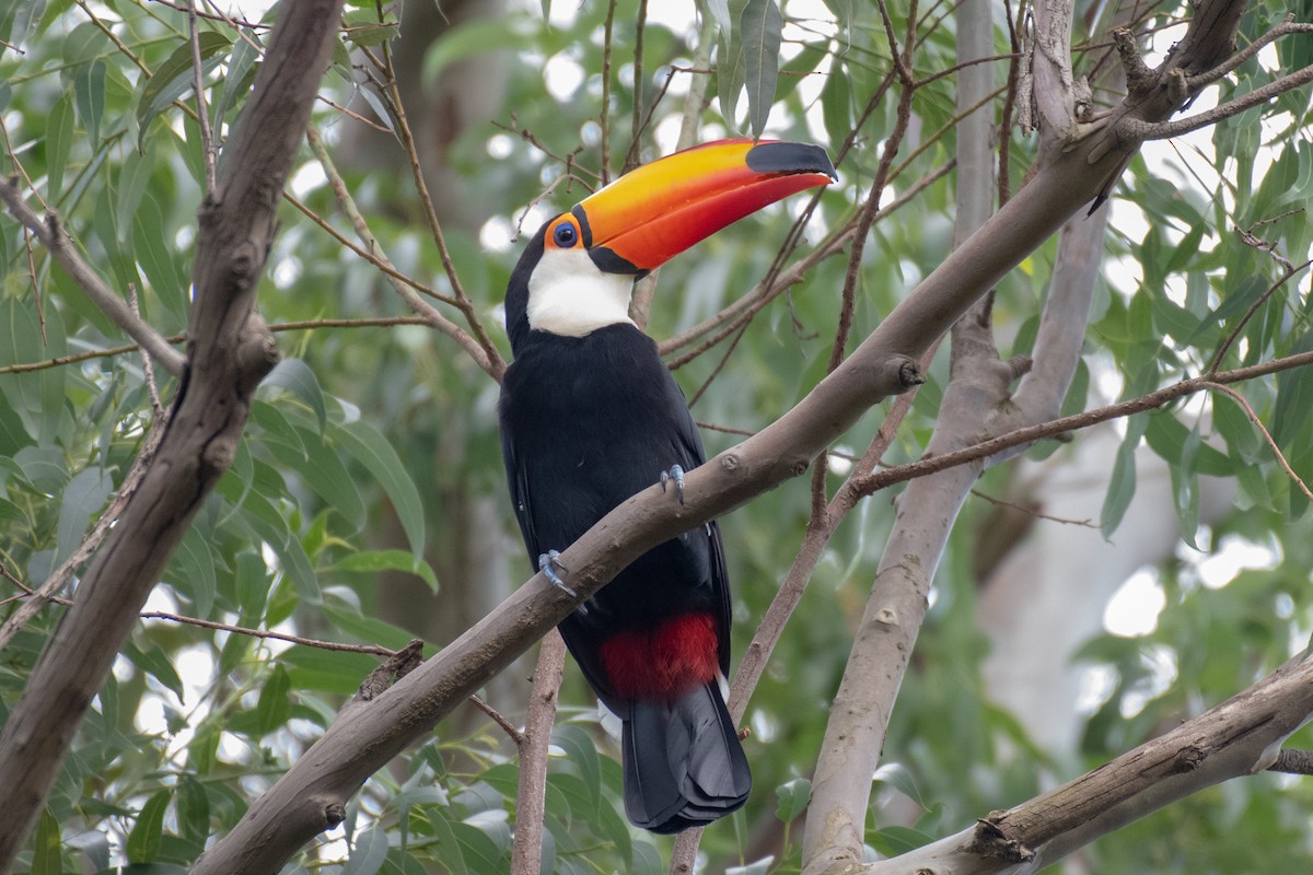 Toucan toco - ML149202501