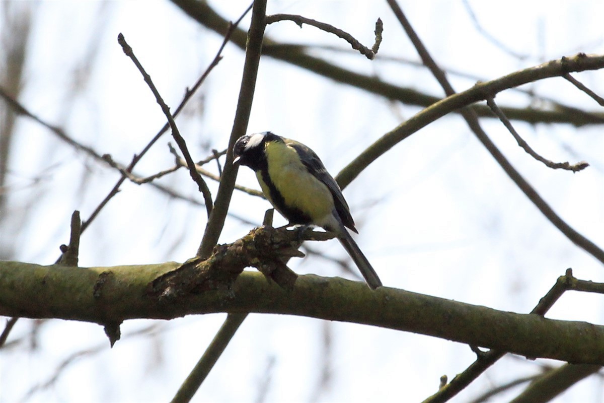 Great Tit - Salih MALAKCIOGLU