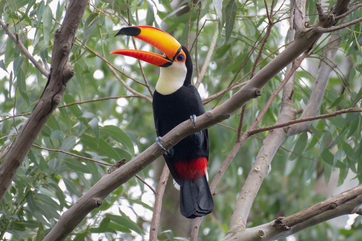 Toco Toucan - ML149203101