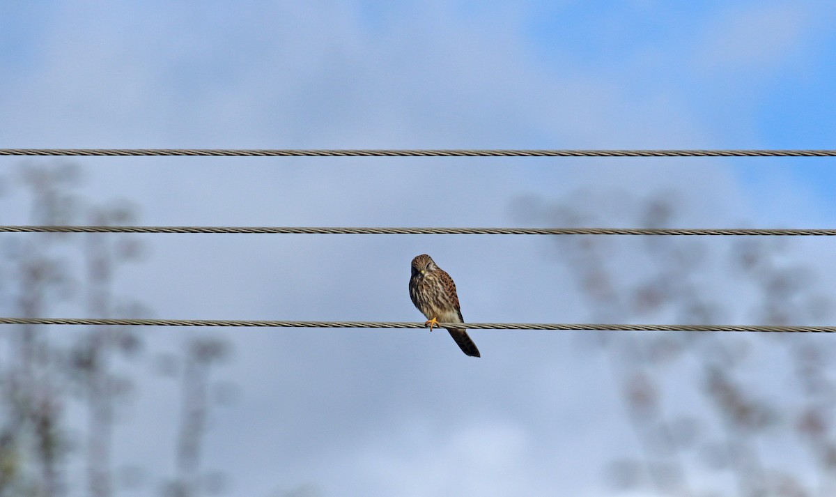 Eurasian Kestrel - Andrew Steele