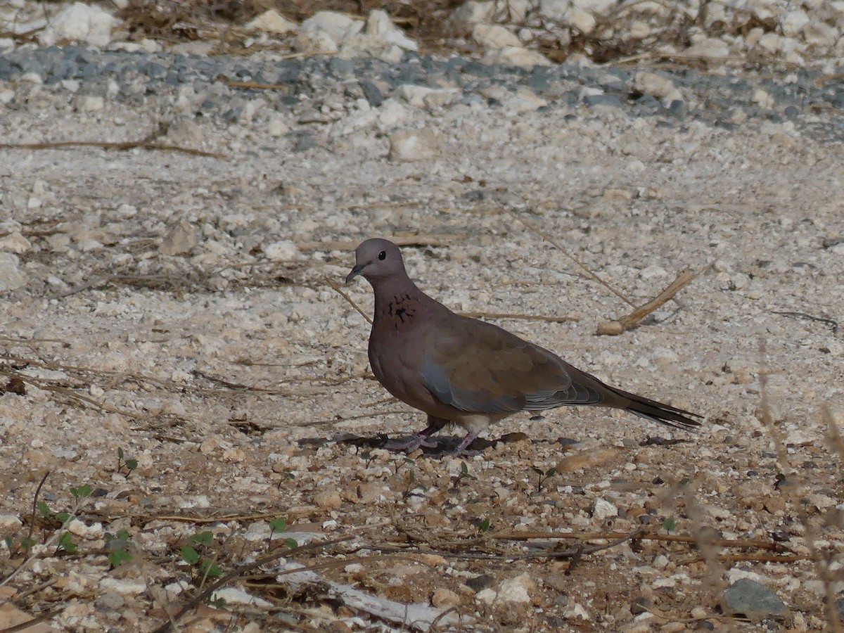 Laughing Dove - ML149204611