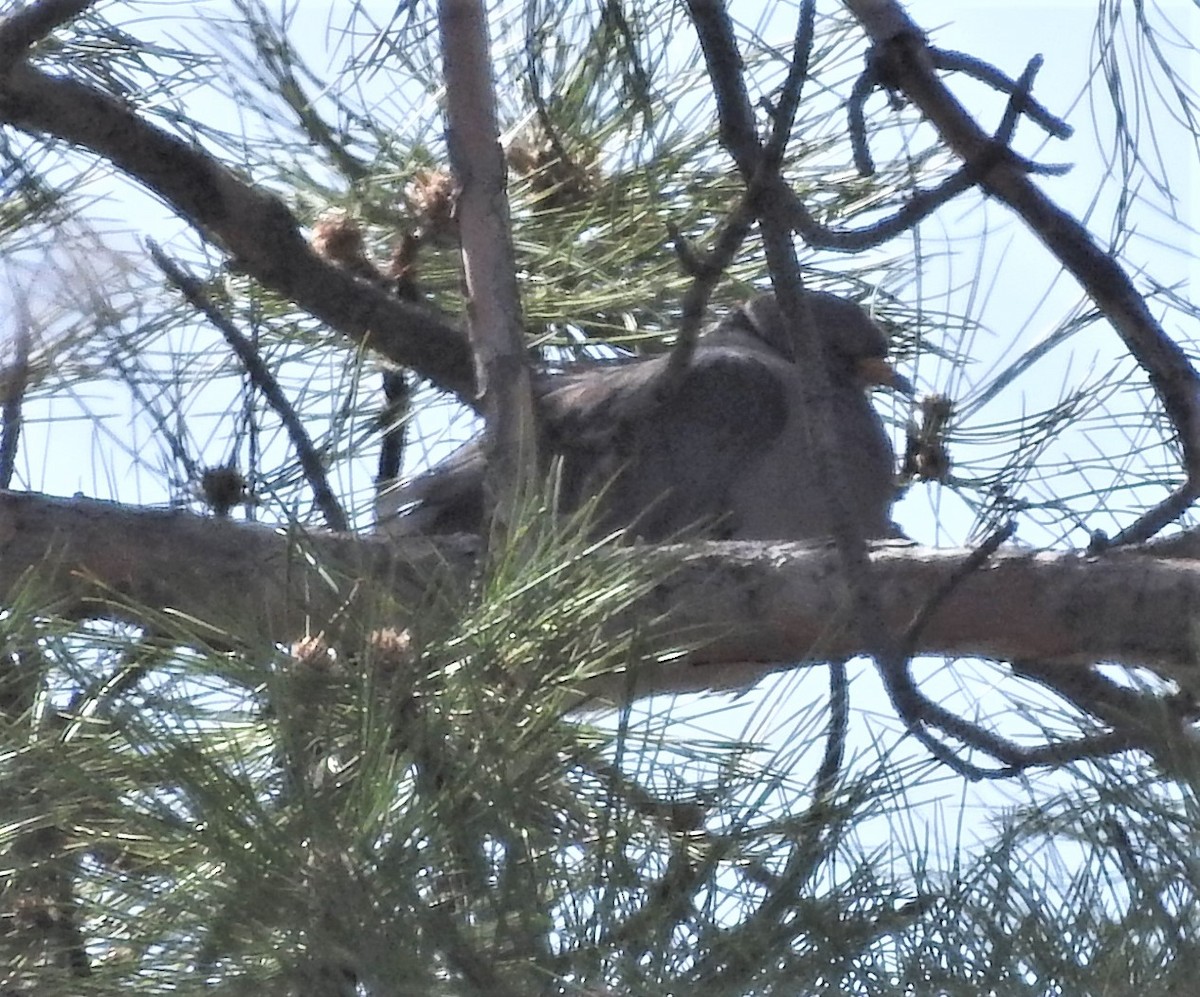 Band-tailed Pigeon - ML149205371