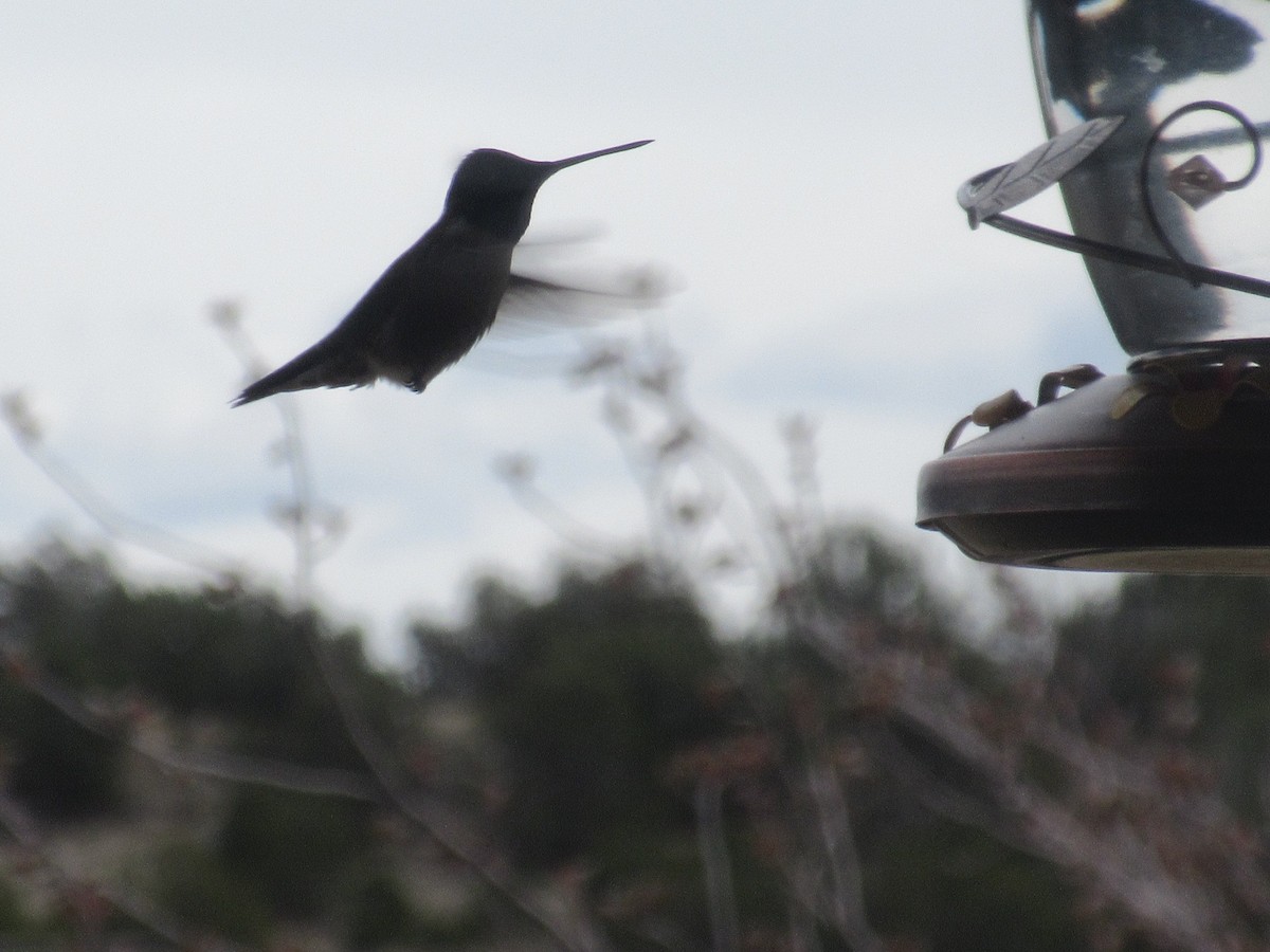 Black-chinned Hummingbird - ML149206991