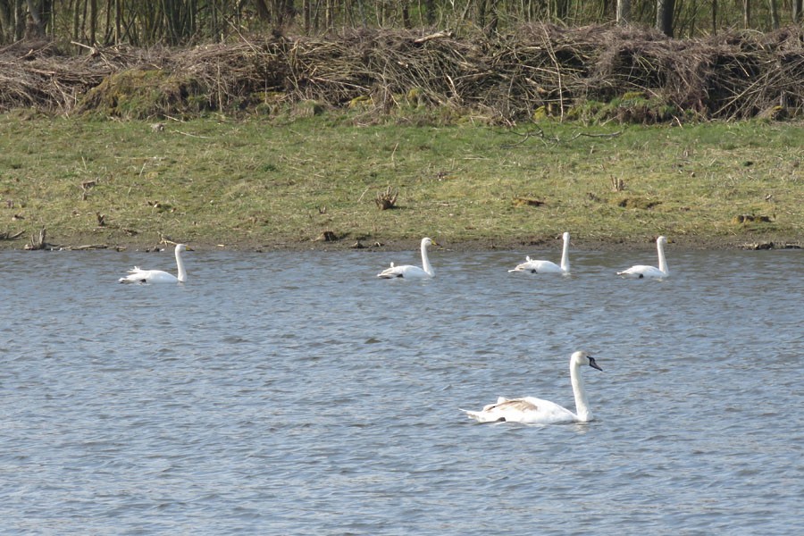 Whooper Swan - ML149207871