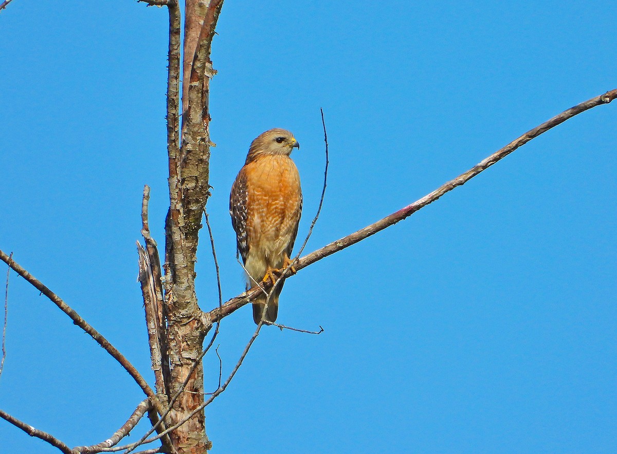 Red-shouldered Hawk - ML149209071