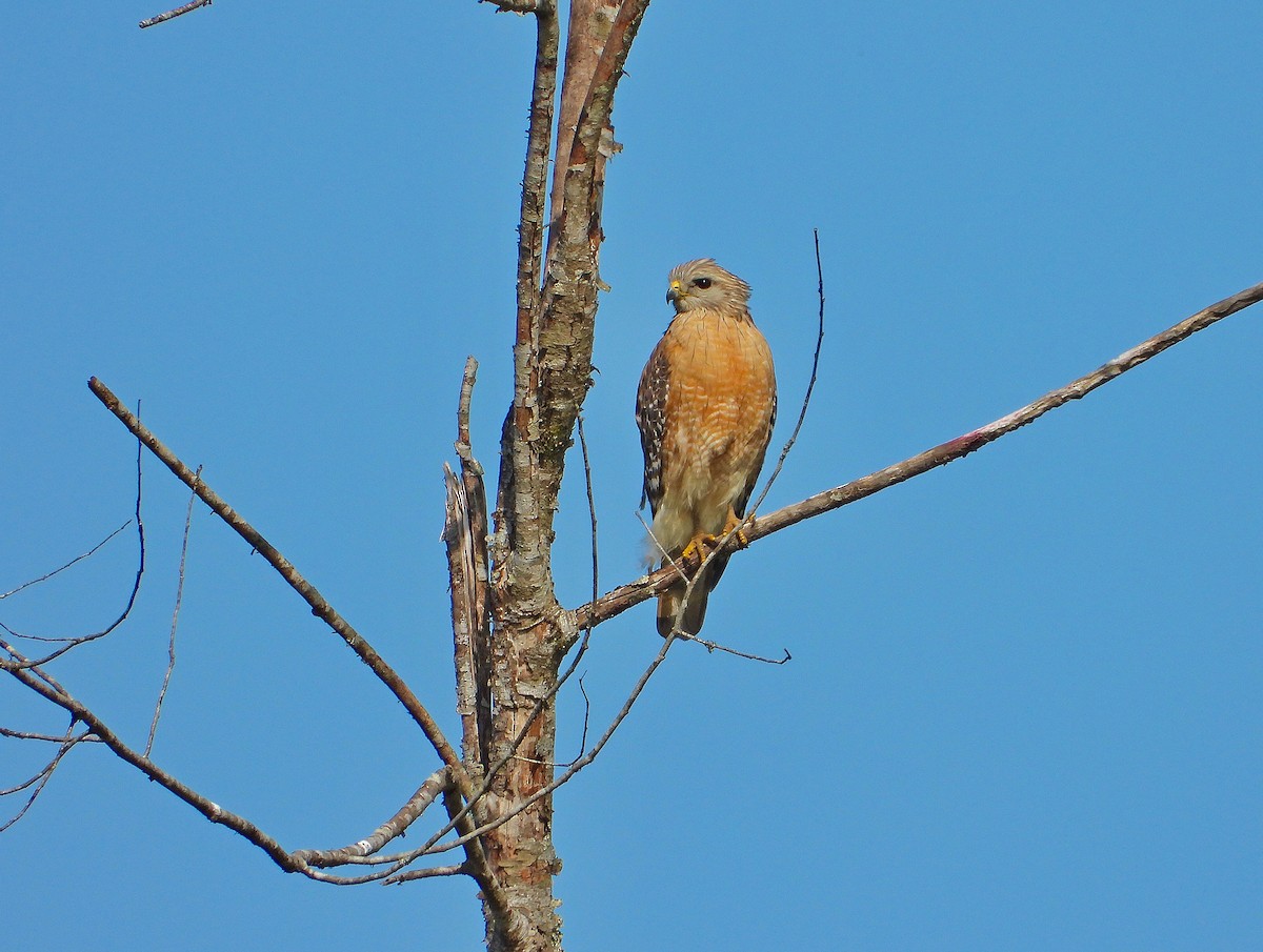 Red-shouldered Hawk - ML149209281