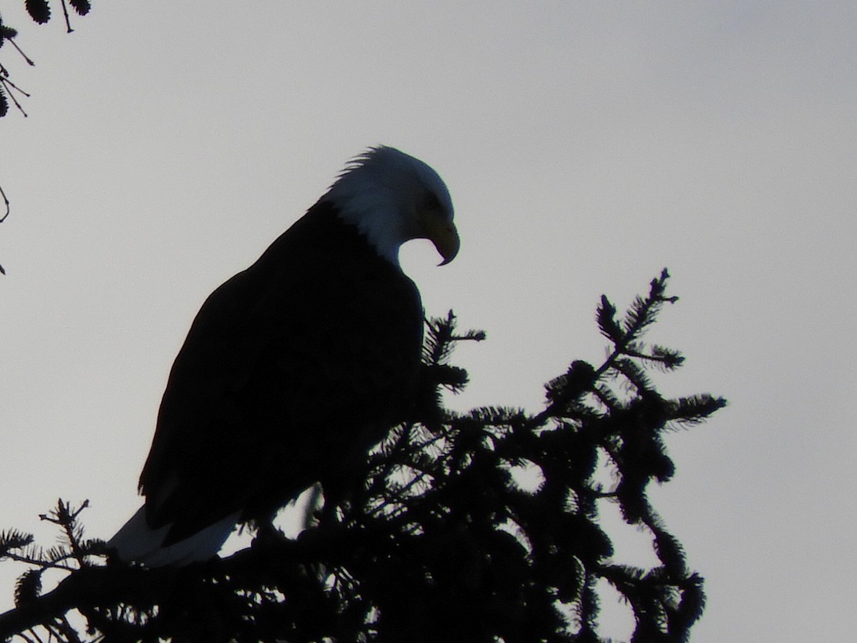 Bald Eagle - ML149209301