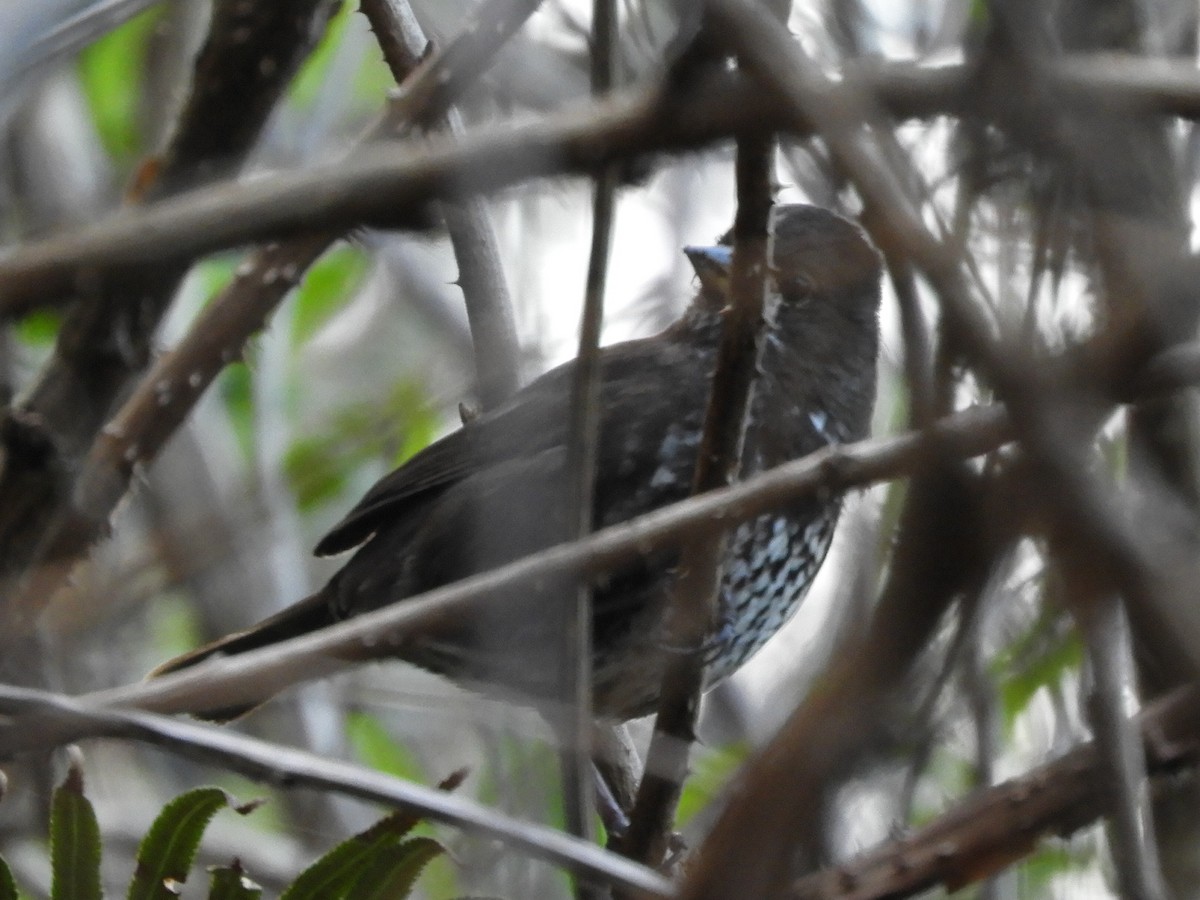 Fox Sparrow - ML149209421