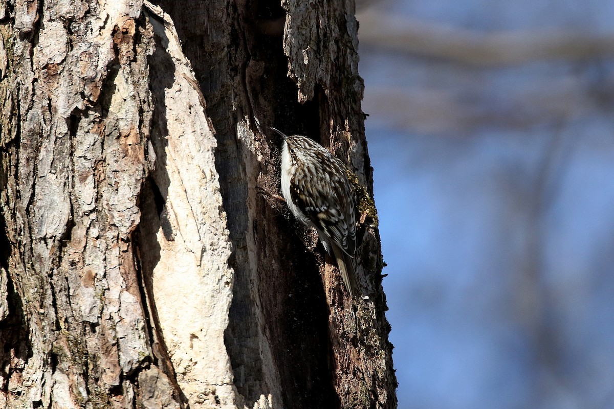 Brown Creeper - Laval Roy