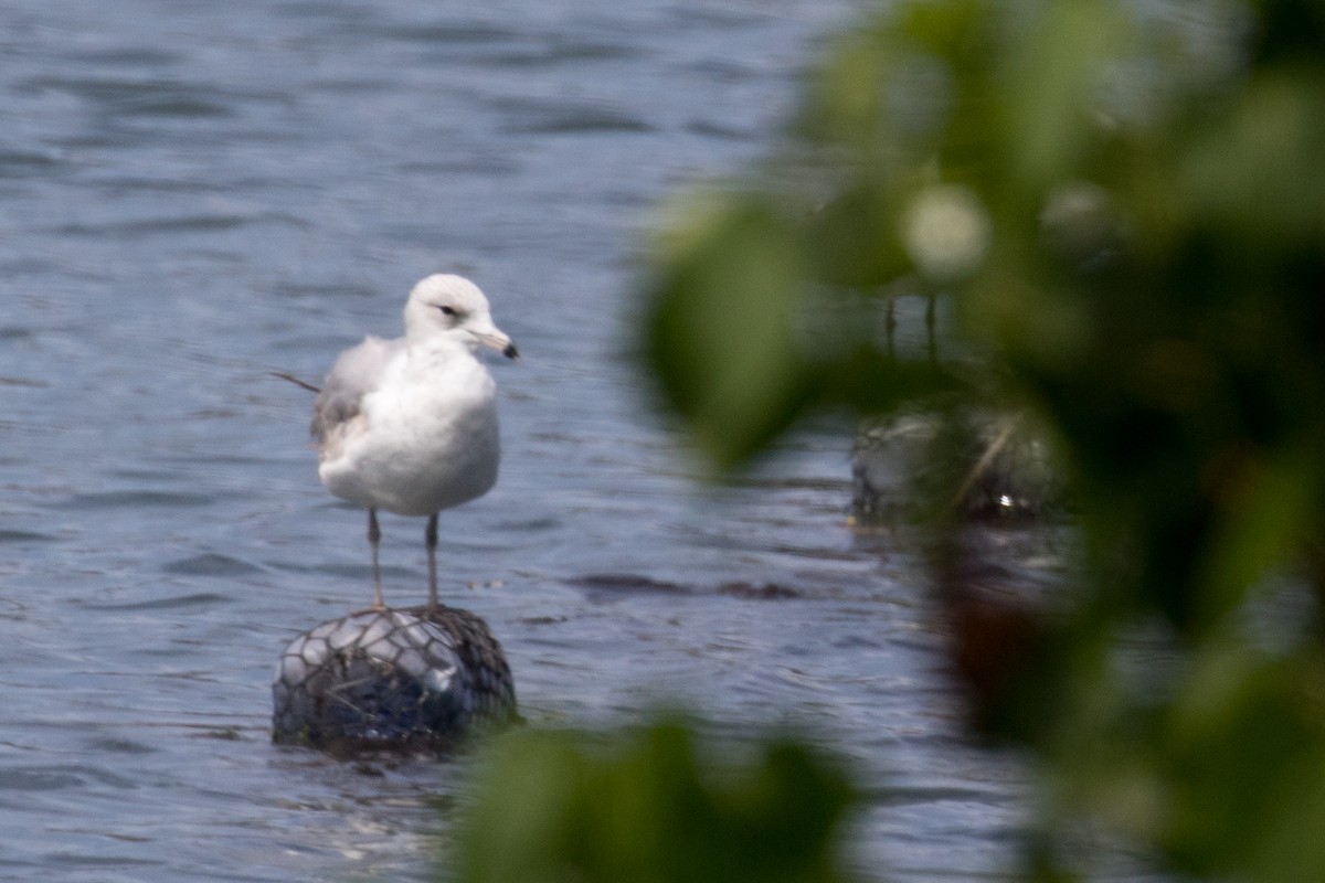 Ring-billed Gull - ML149214321