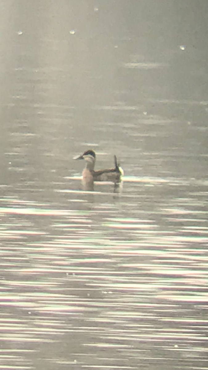 Malvasía Canela - ML149216321