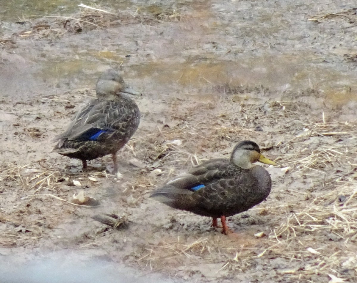 American Black Duck - Patricia Welle