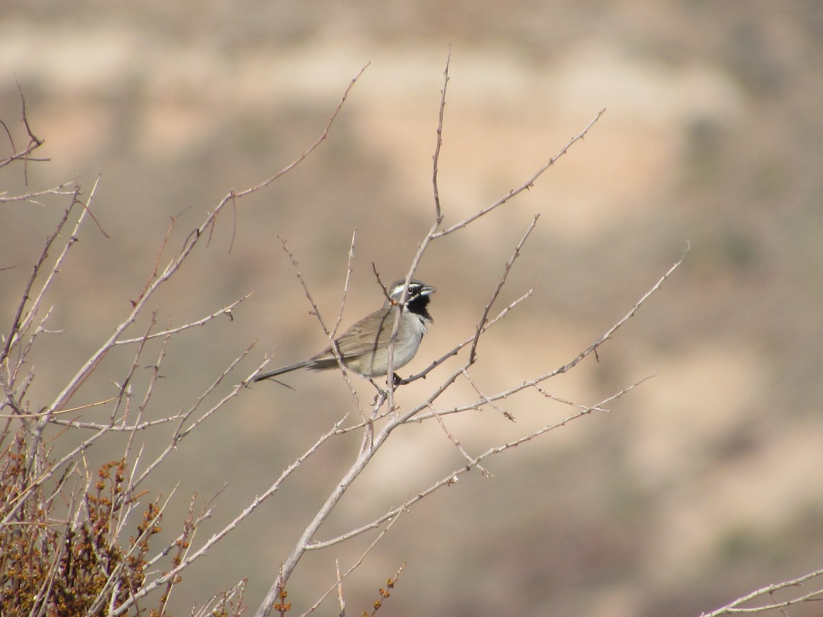 Black-throated Sparrow - ML149219071