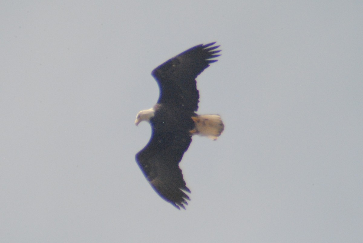 Bald Eagle - Sean Cozart