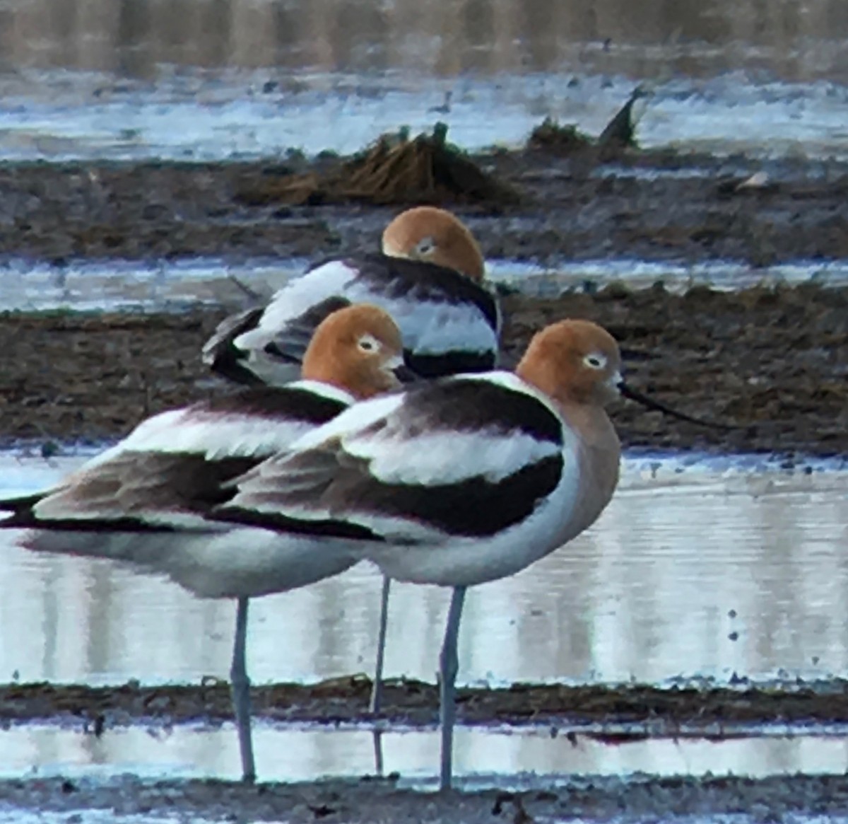 American Avocet - MiMi Hoffmaster 🦩👀👂