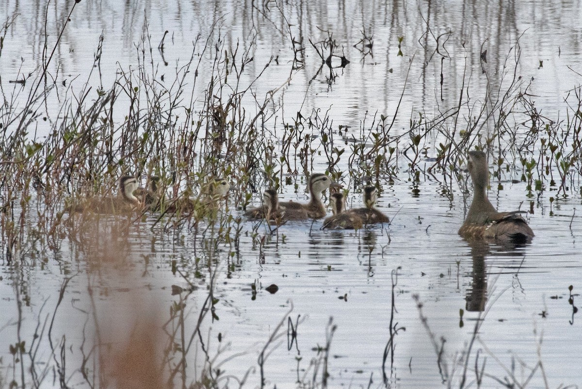 Wood Duck - David Wetzel