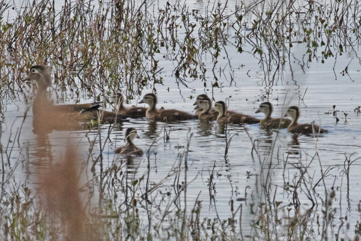 Wood Duck - ML149219991