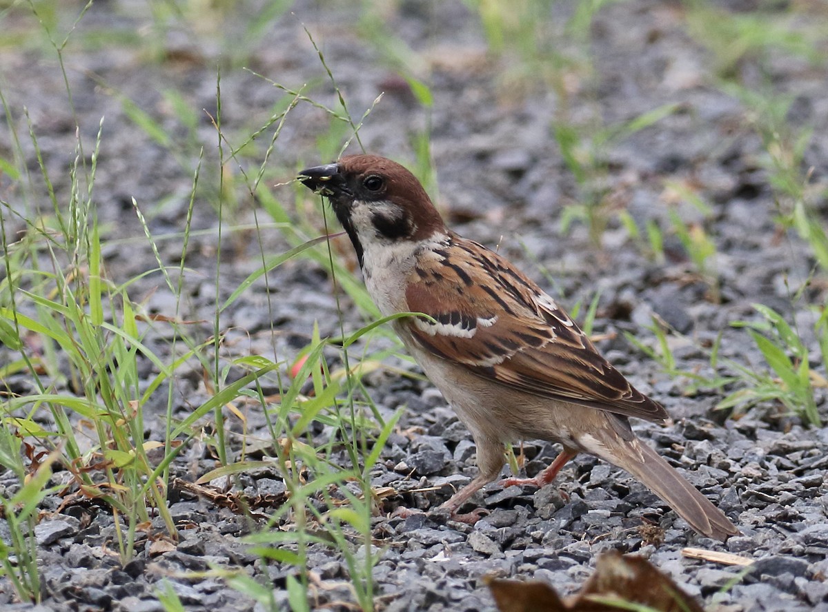Eurasian Tree Sparrow - ML149220961