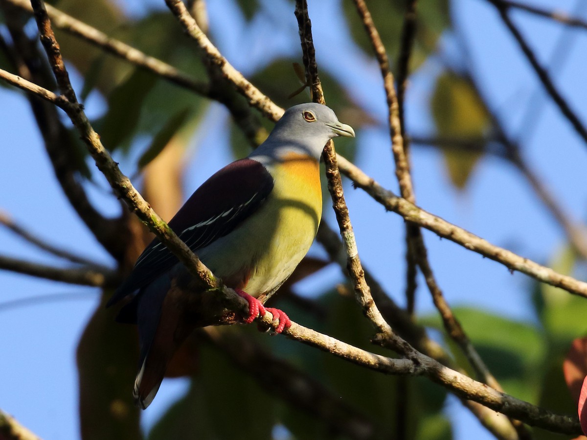 Little Green-Pigeon - ML149221071