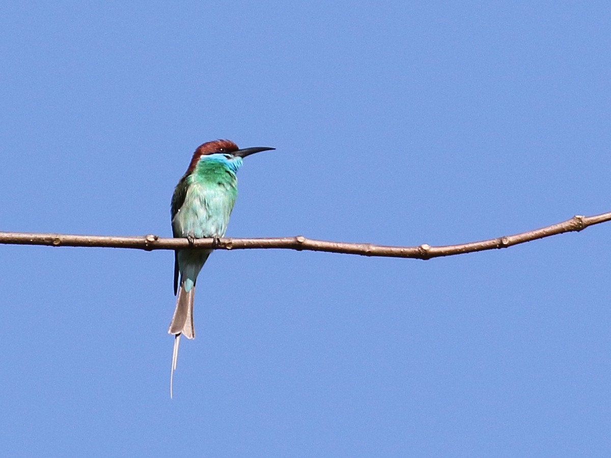Blue-throated Bee-eater - ML149221241