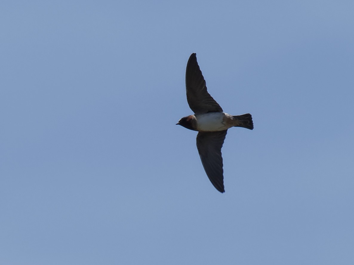 Cliff Swallow - ML149221421