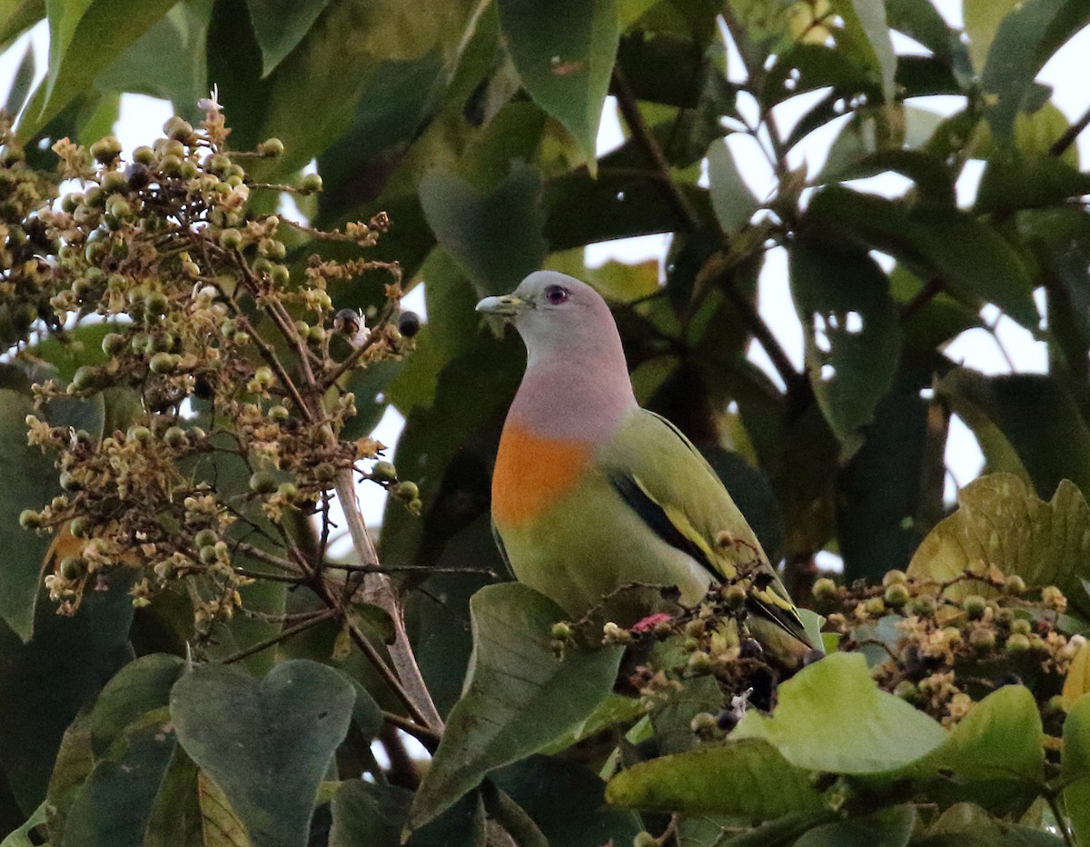 Pink-necked Green-Pigeon - ML149221901