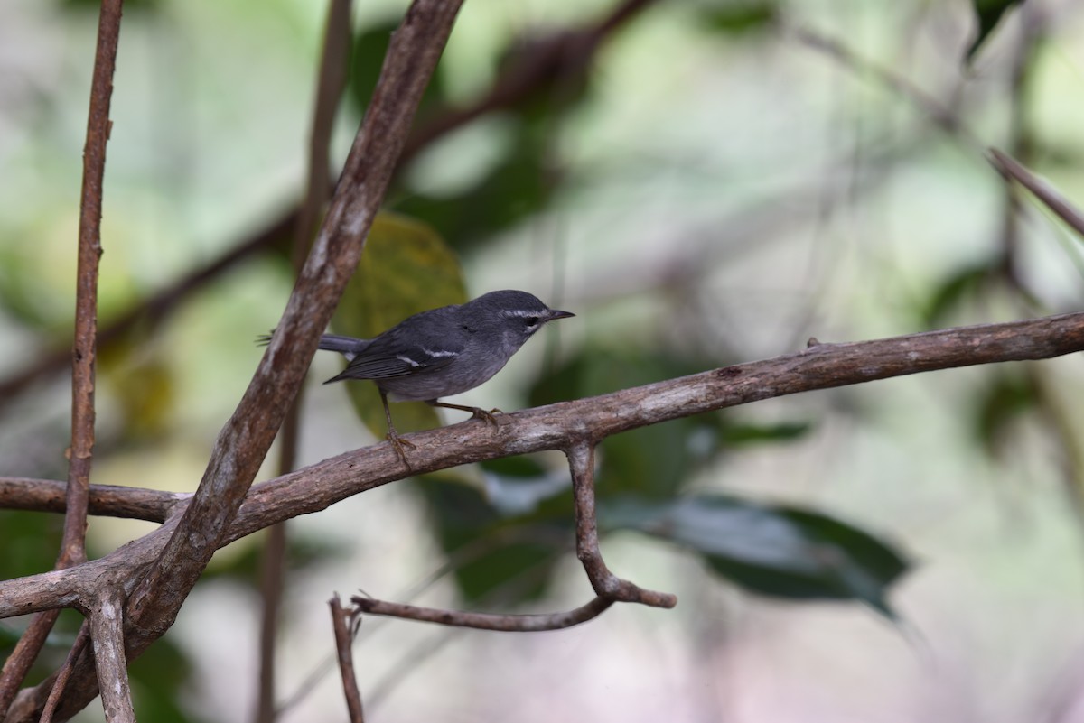 Plumbeous Warbler - ML149222061