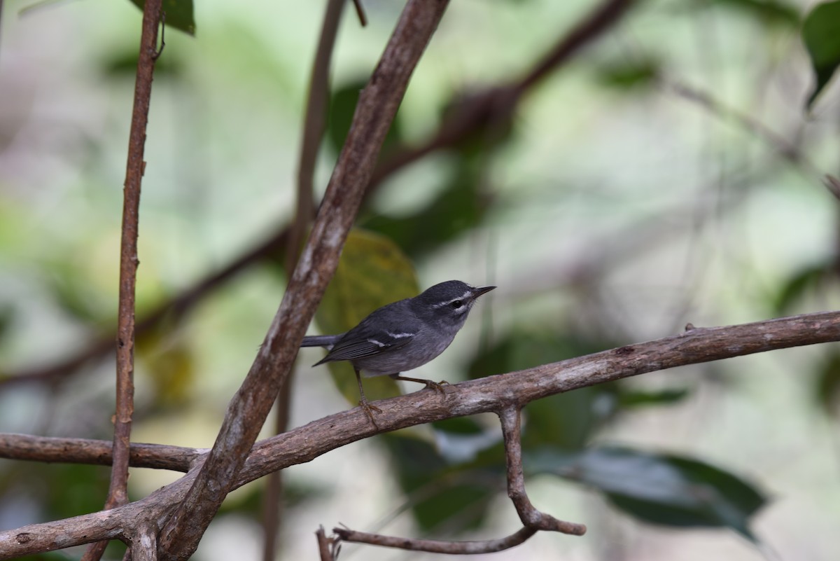 Paruline caféiette - ML149222091