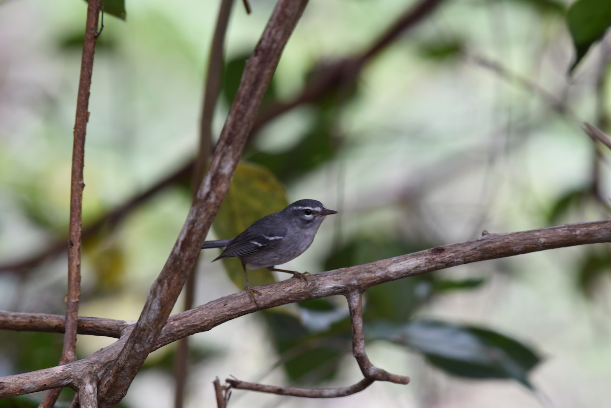 Plumbeous Warbler - ML149222111