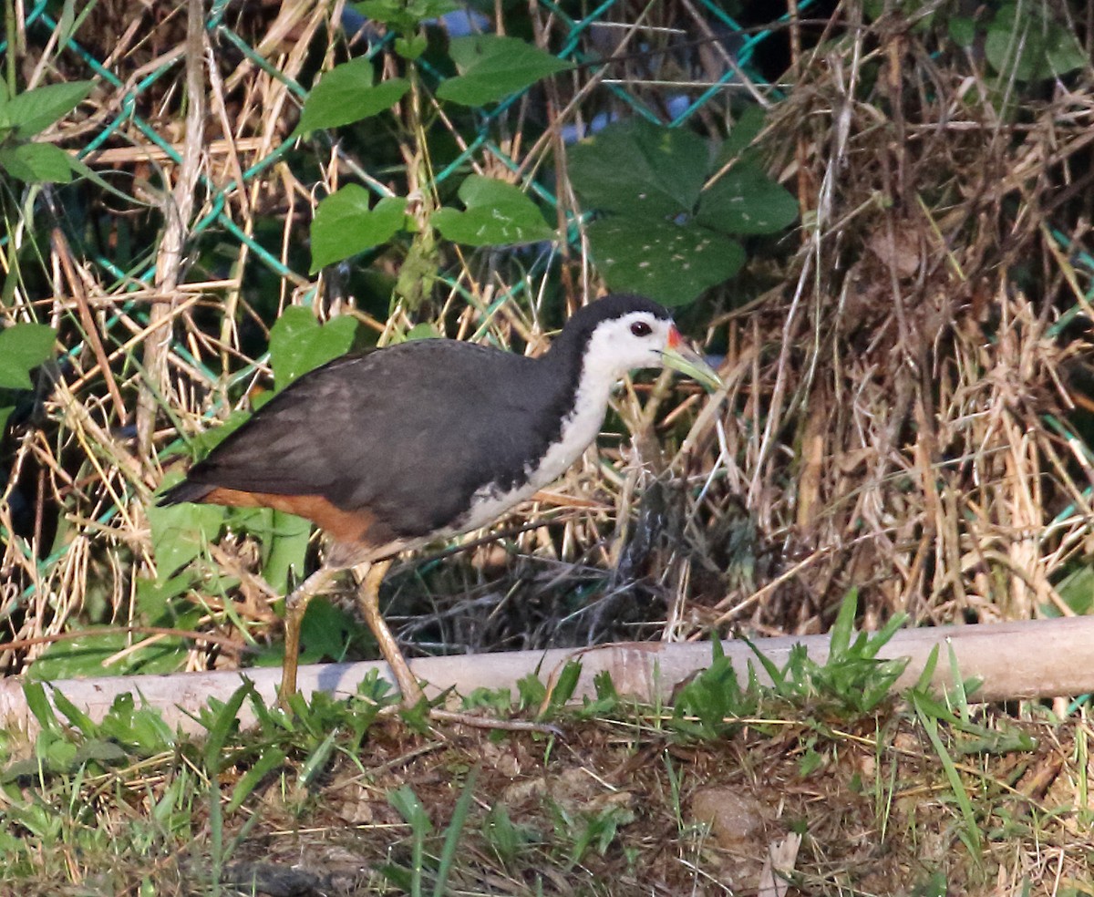 White-breasted Waterhen - ML149222171