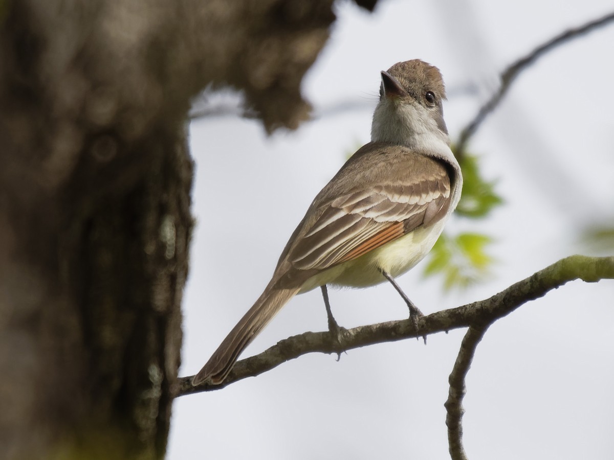 Ash-throated Flycatcher - Dina Perry