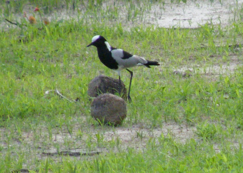 Blacksmith Lapwing - ML149223121